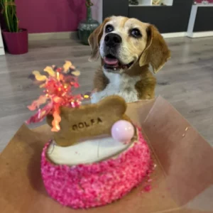 Perra llamada Golfa, con su tarta