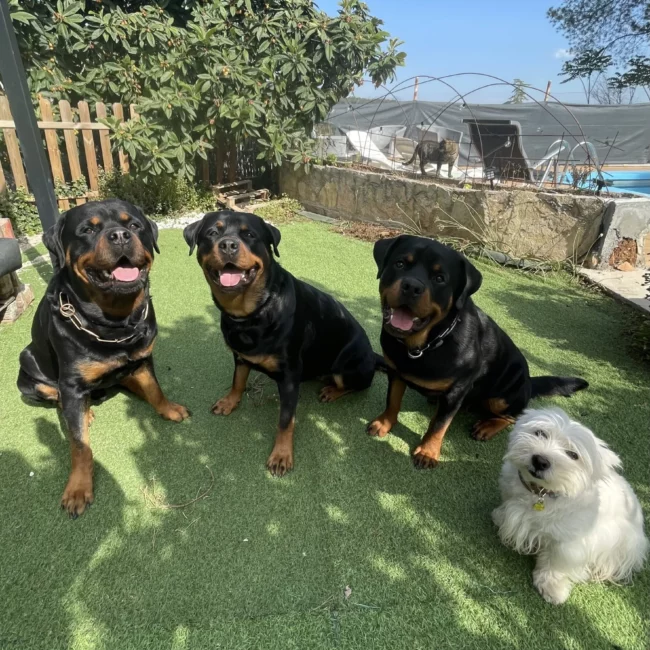 Varios perros juntos posando para una foto