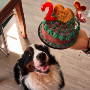 Perro mira la tarta que sujeta su dueño