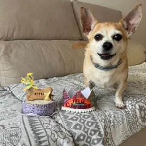 Perro llamado Rocky junto a su tarta y una corona de cumpleaños