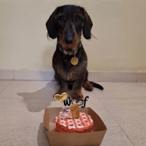 Perro llamado Woof, con una tarta